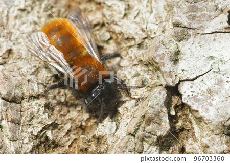 Closeup of a colorful female Tawny mining , Andrena fulva sunbathing on wood Closeup of a colorful female Tawny mining , Andrena fulva sunbathing on wood 96703360