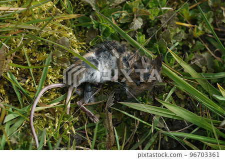 Closeup on a dead mouse, Apodemus sylvaticus, with egg-laying flies Closeup on a dead mouse, Apodemus sylvaticus, with egg-laying flies 96703361