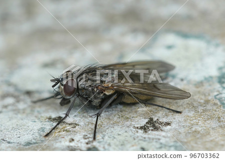 Closeup on a Muscid fly, Helina evecta, subathing on a piece of wood in the garden Closeup on a Muscid fly, Helina evecta, subathing on a piece of wood in the garden 96703362