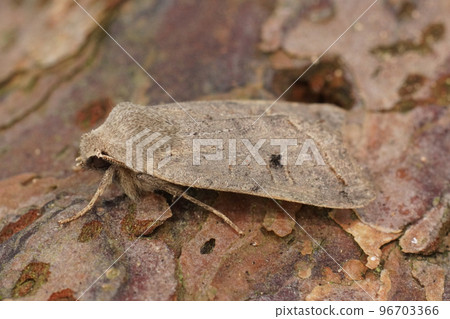 Closeup on a red-line Quaker owlet moth, Agrochola lota sitting on wood 96703366