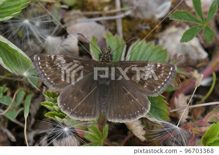 Closeup of the small brown Dingy skipper butterfly, Erynnis tages sitting on the ground 96703368