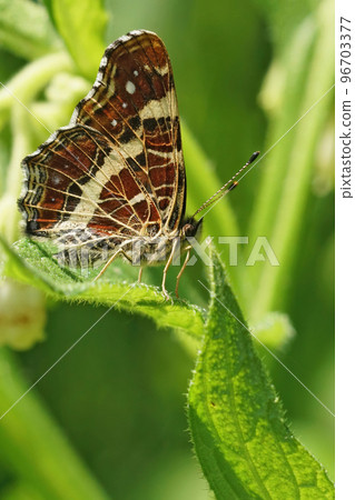 Vertical closeup on the map buterfly, Araschnia levana, sitting with closed wings in the grass in the field 96703377