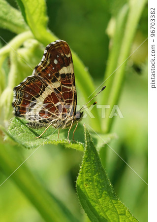 Vertical closeup on the map buterfly, Araschnia levana, sitting with closed wings in the grass in the field 96703382
