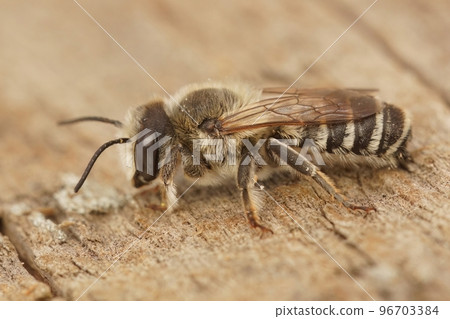 Closeup of a male white sectioned leafcutter bee, Megachile albisecta on wood Closeup of a male white sectioned leafcutter bee, Megachile albisecta on wood 96703384