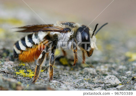 Closeup of a colorful large female white sectioned leafcutter bee, Megachile albisecta 96703389
