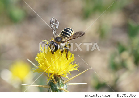 Close up of a large colorful female white sectioned leafcutter bee, Megachile albisecta on a yellow Centaurea solstitialis flower Close up of a large colorful female white sectioned leafcutter bee, Megachile albisecta on a yellow Centaurea solstitialis flower 96703390