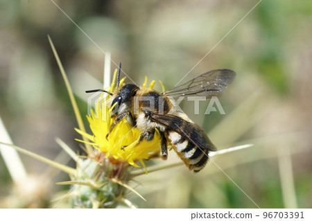 Close up of a large colorful female white sectioned leafcutter bee, Megachile albisecta on a yellow Centaurea solstitialis flower 96703391