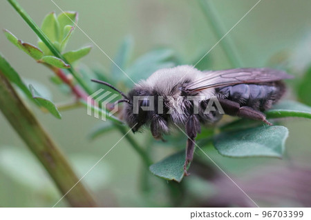 Shallow focus closeup on a female grey-backed mining bee, Andrena vaga sitting in the vegetation 96703399