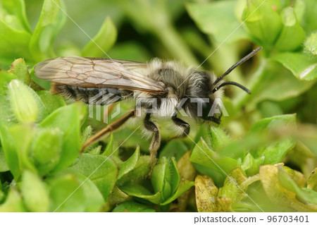 Closeup on a male grey-backed mining bee, Andrena vaga , sitting in geen leafs Closeup on a male grey-backed mining bee, Andrena vaga , sitting in geen leafs 96703401