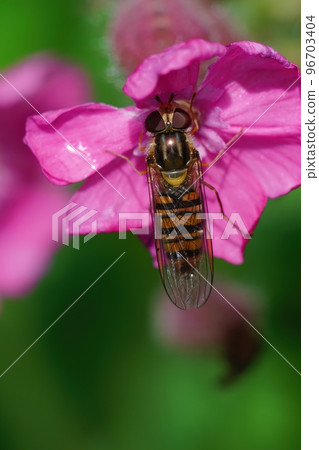 Vertical closeup on a marmalade hoverfly, Episyprhus balteatus on a purple flower 96703404