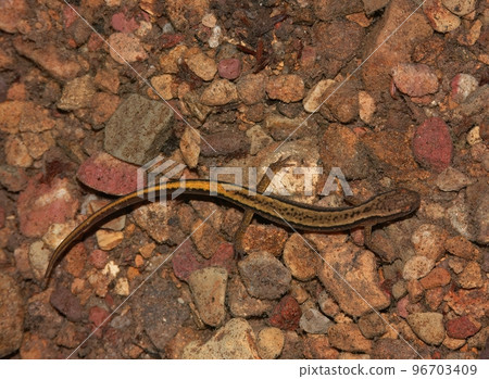 Closeup of an underwater northern two-lined salamander, Eurycea bislineata, on the bottom of a seepage 96703409