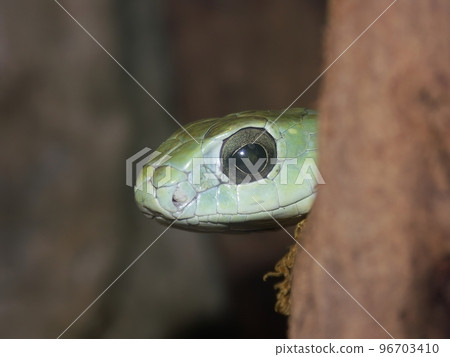 Closeup on the head of a Dispholidus typus - Boomslang snake peaking from around the wood 96703410