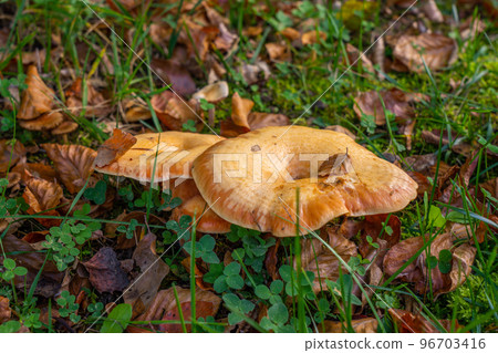A group of chanterelles in a autumn forest. Mushroom picking season. A group of chanterelles in a autumn forest. Mushroom picking season. 96703416