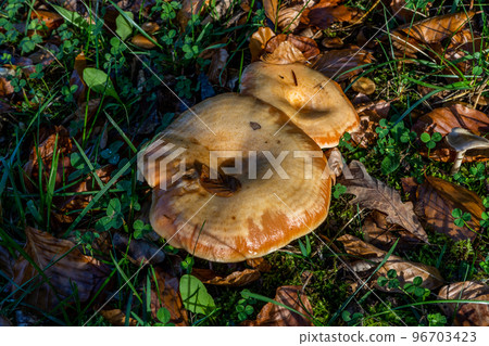 A group of chanterelles in a autumn forest. Mushroom picking season. A group of chanterelles in a autumn forest. Mushroom picking season. 96703423