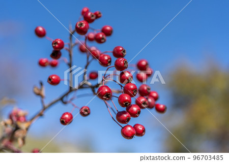 Red hawthorn berries in autumn background, branch with hawthorn fruit. Selective focus. Red hawthorn berries in autumn background, branch with hawthorn fruit. Selective focus. 96703485