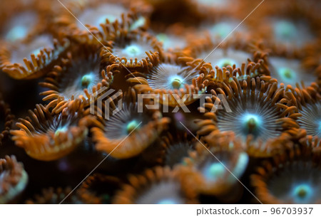 Underwater photo - orange flower like soft corals, Zoanthus species, emitting light under UV bulb, abstract marine background, shallow depth of field photo only few tentacles in focus 96703937