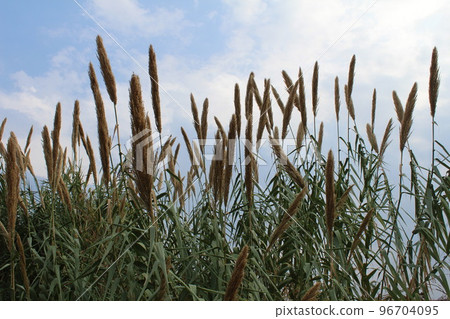 Reeds sticking up against a blue sky and white clouds 96704095