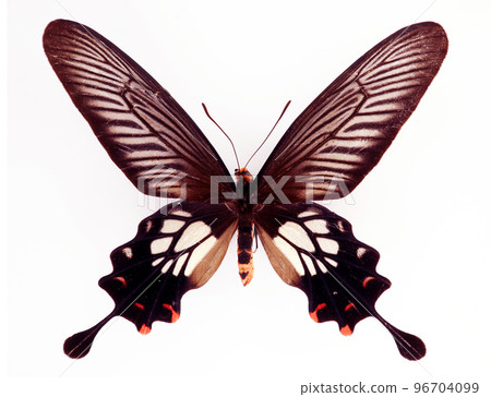 Unusual form butterfly isolated on white. Atrophaneura coon macro close up, papilionidae, collection butterflies, papilio, design element 96704099