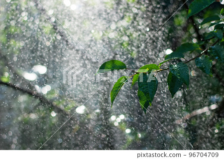 Green twig under water splashing out of water sprinkler. Fresh summer background. Waterdrops.  96704709
