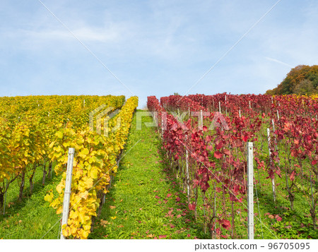 Weinfelden, Switzerland - October 29th 2022: Red and yellow rows of grapevines under the blue sky 96705095