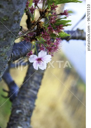 Sakura, the last flower Sakura, the last flower 96705510