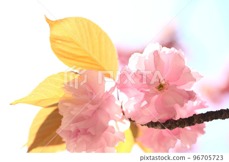 Shikugawa公園 Shikugawa公園 96705723