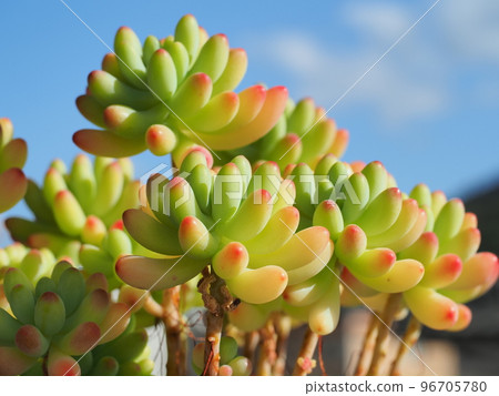Succulent plant maiden heart that has begun to turn red 96705780