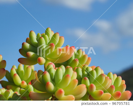 Succulent plant maiden heart that has begun to turn red 96705781