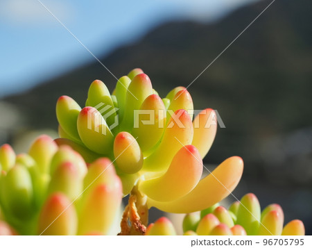 Succulent plant maiden heart that has begun to turn red Succulent plant maiden heart that has begun to turn red 96705795