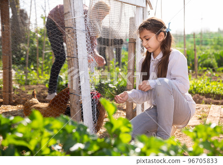 Teenage girl squatting near the chicken coop, watching the hens Teenage girl squatting near the chicken coop, watching the hens 96705833
