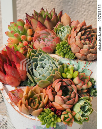 Colorful group planting of succulents 96705883