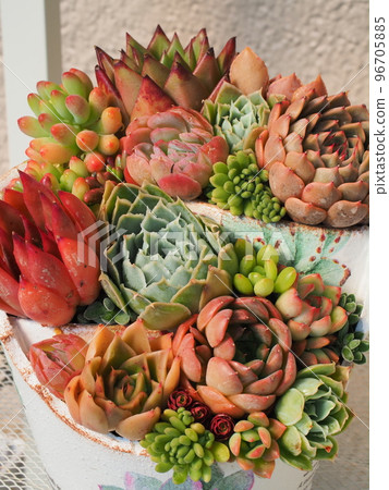 七彩多肉植物群植 96705885