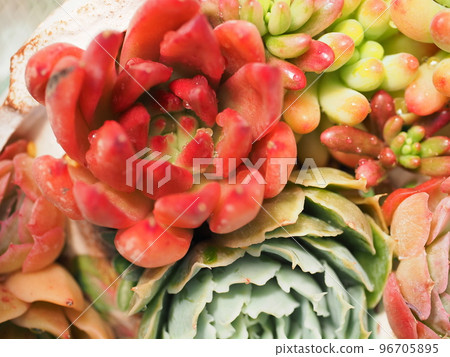 七彩多肉植物群植 七彩多肉植物群植 96705895