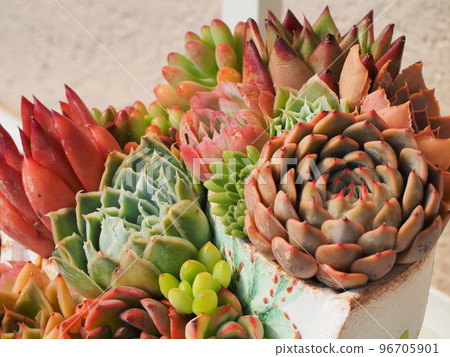 七彩多肉植物群植 96705901