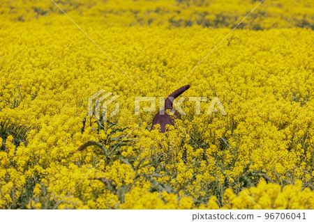 field of yellow flowers on a blue sky background. natural background, beautiful view of the yellow field of flowering rapeseed. 96706041
