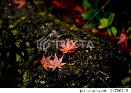 Fallen leaves  96706349