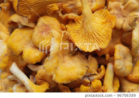 Close-up texture of mushrooms of the chanterelle family. Beautiful bright background for your projects 96706389