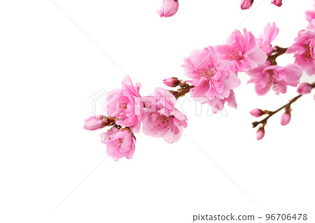 桃花 桃花 96706478