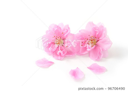 Peach petals Peach petals 96706490