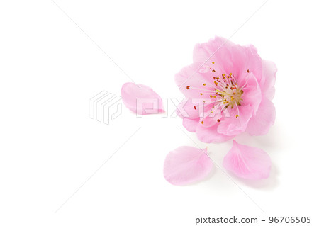 Peach petals Peach petals 96706505