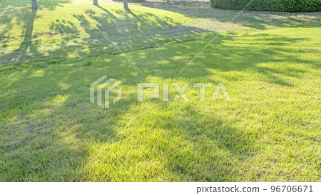 清新的綠色公園樹蔭生態形象 96706671