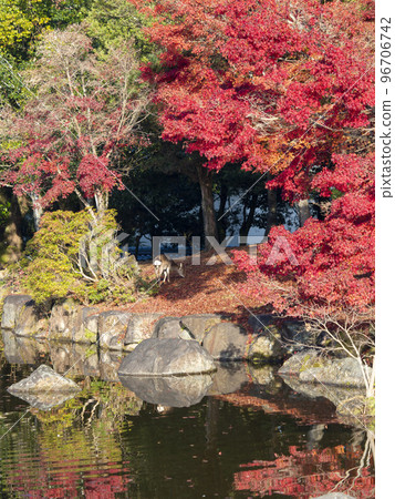 Autumn leaves and deer reflected on the surface of the water 96706742