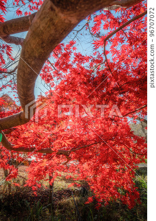 Mito City, Ibaraki Prefecture Ginkgo trees and autumn leaves at the Ibaraki Prefectural Museum of History Mito City, Ibaraki Prefecture Ginkgo trees and autumn leaves at the Ibaraki Prefectural Museum of History 96707072
