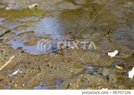 Spawning of Akiakane 96707186