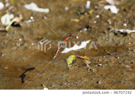 Akiakane的產卵 96707192