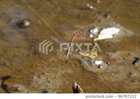 Akiakane的產卵 96707222