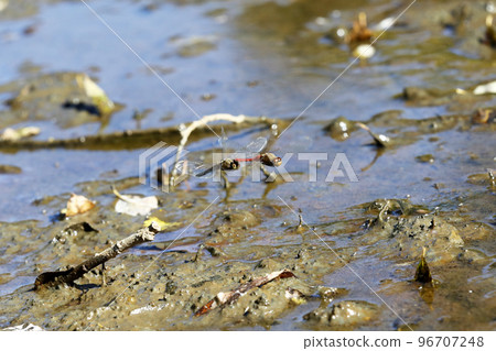 Akiakane的產卵 96707248