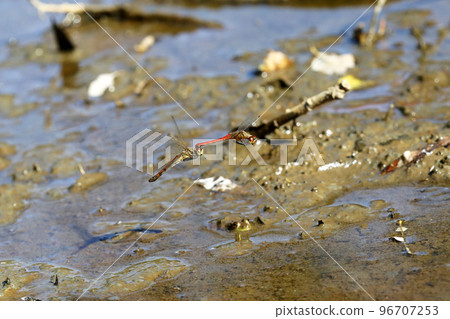 Akiakane的產卵 96707253