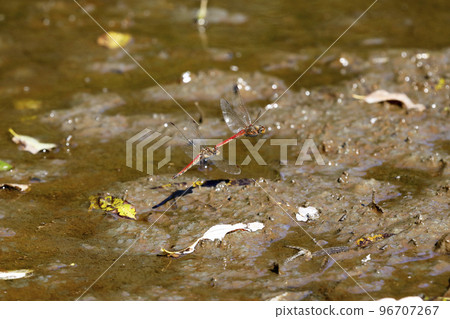 Akiakane的產卵 96707267