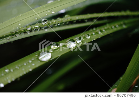 Morning dew 96707496